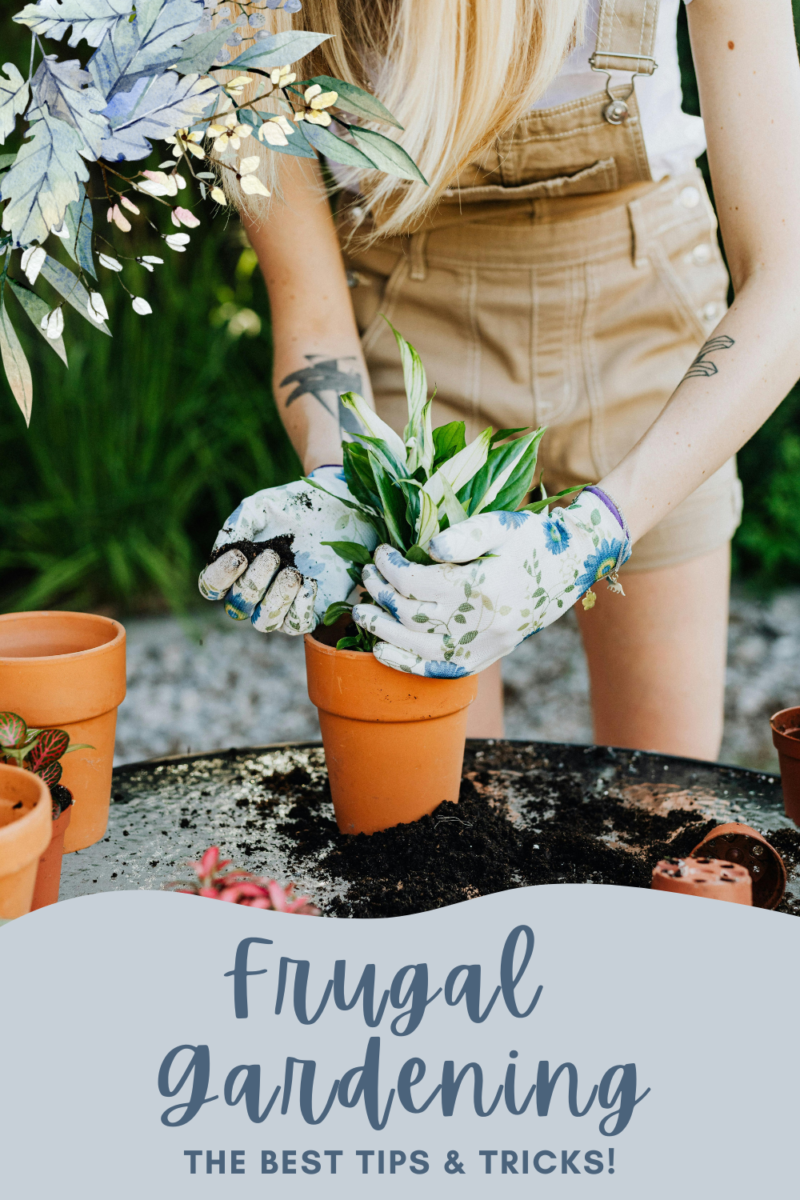 garden on a budget